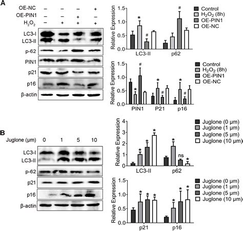 PIN1 Protects Auditory Hair Cells From Senescence Via Autophagy PeerJ