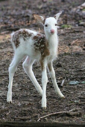 Albino baby deer | Cute animals, Cute baby animals, Baby animals