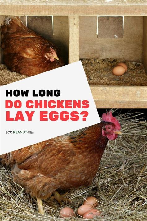 How Long Do Chickens Lay Eggs Eco Peanut Chickens Best Egg Laying