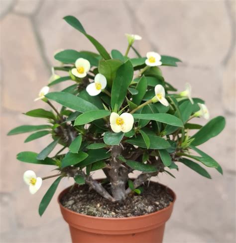 Euphorbia Milii White