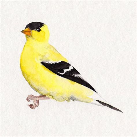 Goldfinch Watercolor Bird Spring Yellow