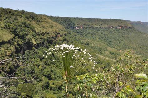 Lar De Mais De Esp Cies De Plantas E Abrigo De Diversas Aves