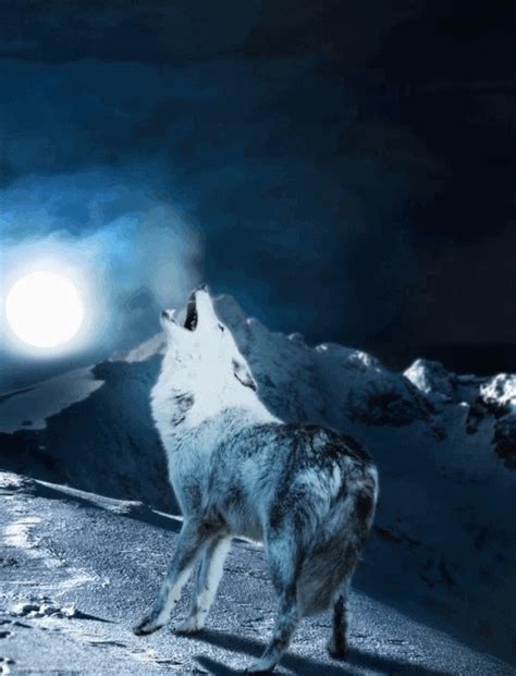 Howling Wolves S 70 Animated Images For Free