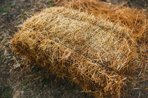 How to Use Straw Mulch for Vegetable Gardening - Bob Vila