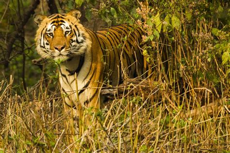 Photography And Safari Tour To Bandhavgarh National Park Madhya Pradesh