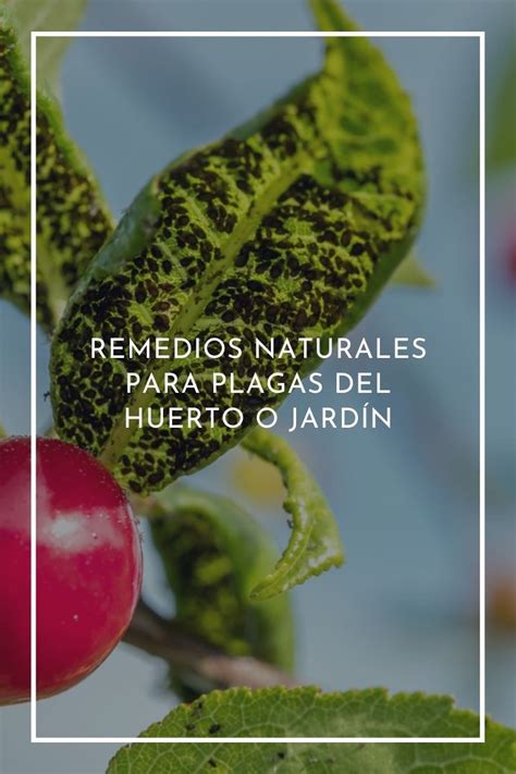 Remedios Naturales Para Plagas Del Huerto O Jardín