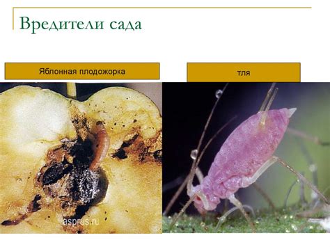 Лекция 4. Средства защиты растений от вредителей. 1 часть - презентация ...