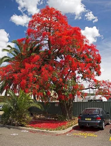 20 Sementes Árvore De Fogo Brachychiton Acerifolius P Mudas Frete grátis