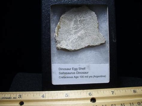 Dinosaur Egg Shell Fragment (072419x) - The Stones & Bones Collection