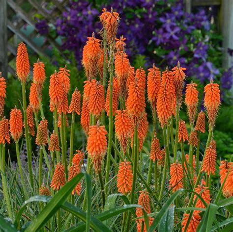 Kniphofia x 'First Sunrise' (PP16036, CPBRAF) from Neil Vanderkruk ...