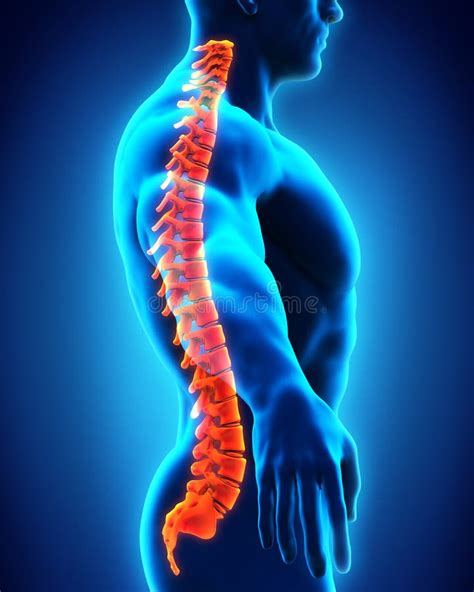 Human Male Spine Anatomy stock illustration. Illustration of medical ...