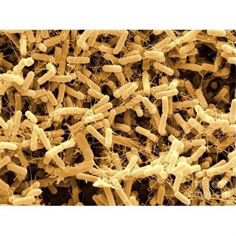 Bacillus Amyloliquefaciens, Pack Size: 500 G And 1-10 Kg at best price ...