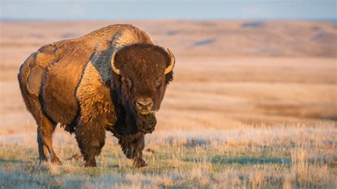 Fluffy Cow In Custer State Park Rogue Nation Militia S Timeline