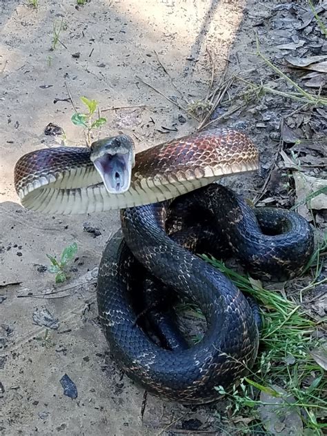 Western Ratsnake From Texas Blvd W Th St Texarkana Tx Usa