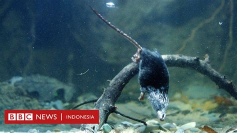 Rahasia Genetik Mengapa Tikus Air Mampu Menyelam Terpecahkan Bbc News