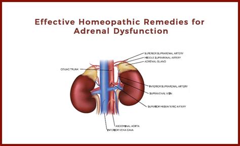 Effective Homeopathic Remedies For Adrenal Dysfunction