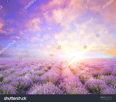 36,640 Lavender sun Images, Stock Photos & Vectors | Shutterstock