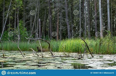 Wild Lake View Dry Tree Branches In The Water Overgrown Shores Wild