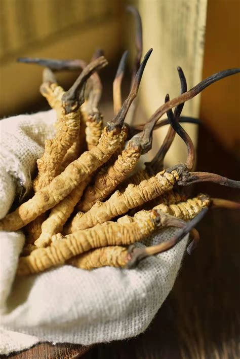 详细介绍冬虫夏草一天吃几根、几克，冬虫夏草的正确用量和吃法 哔哩哔哩