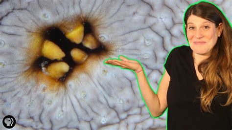 Sea Cucumbers Have Multipurpose Butts Youtube