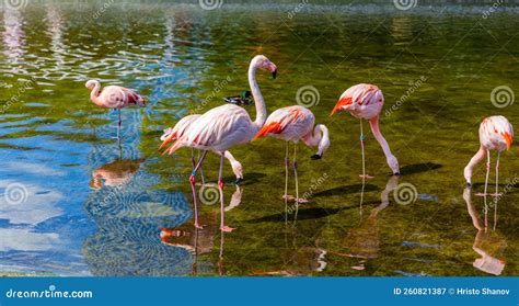 Cute Pink Flamingos In Water At Local Park Stock Image Image Of