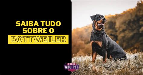 Aprender Sobre Imagem Tudo Sobre A Ra A Rottweiler Br