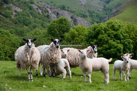 Hutchinson Photography Images Of Agriculture And Rural Life Flock