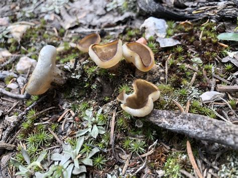 Elfin Saddles From Kaibab National Forest Marble Canyon AZ US On