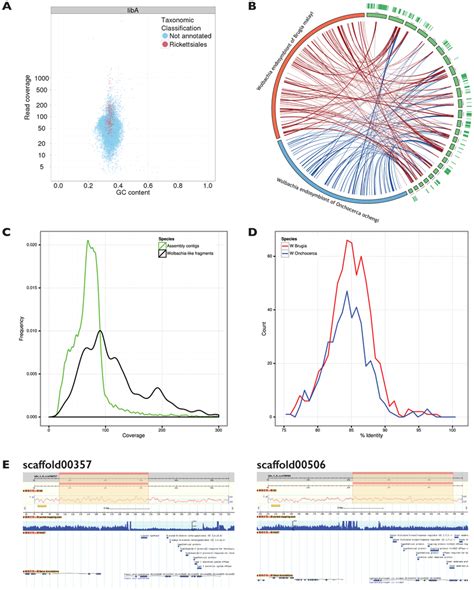 Wolbachia Sequence In A Dictyocaulus Viviparus Genome Assembly A Download Scientific Diagram