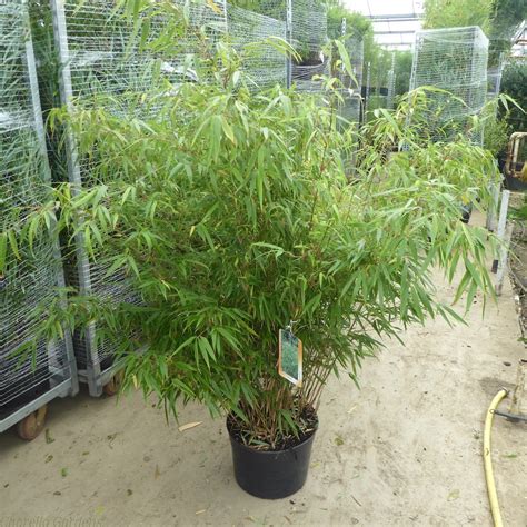 Non Invasive Bamboo Plants Fargesia Rufa 15 Litre