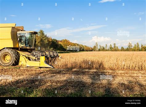 Harvesting Of Soybean Field With Combine Harvester Stock Photo Alamy