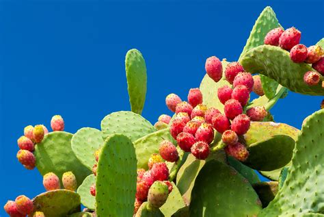 Prickly Pear Cactus - A powerful ingredient to improve drinking health.