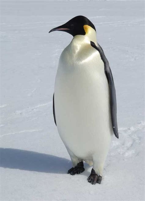 Images The Emperor Penguins Of Antarctica Live Science