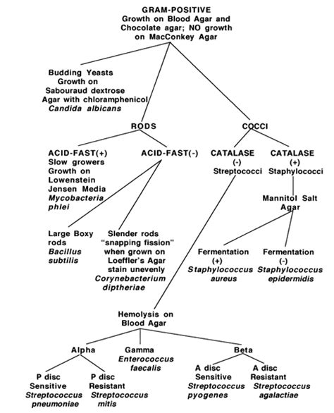 Gram Positive Cocci Chart