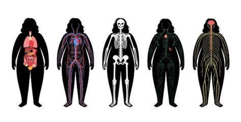 Premium Vector Internal Human Organs Circulatory System Scheme Concept