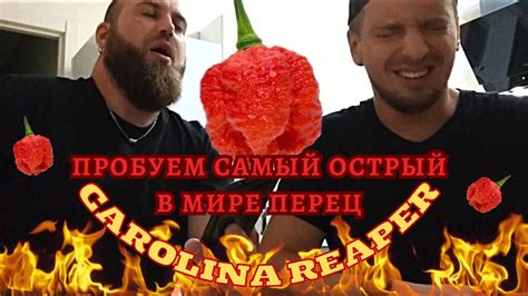 Пробуем Каролину Рипер Carolina Reaper Самый острый в мире перец