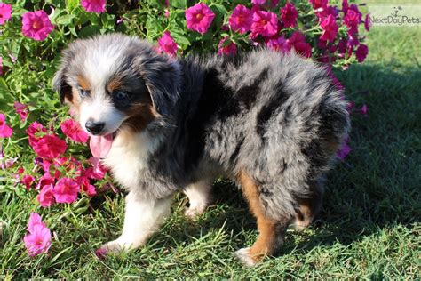 Bonnie Miniature Australian Shepherd Puppy For Adoption Near Dallas