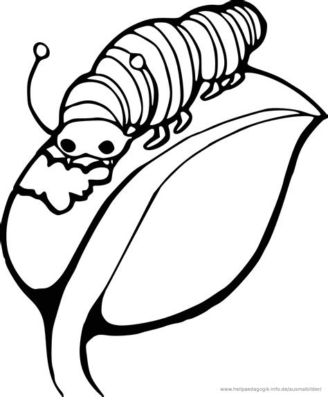 Caterpillar Outline Clipart Best