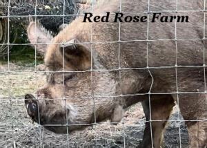 Breed Standard Comparisons Idaho Pasture Pig Registry LLC