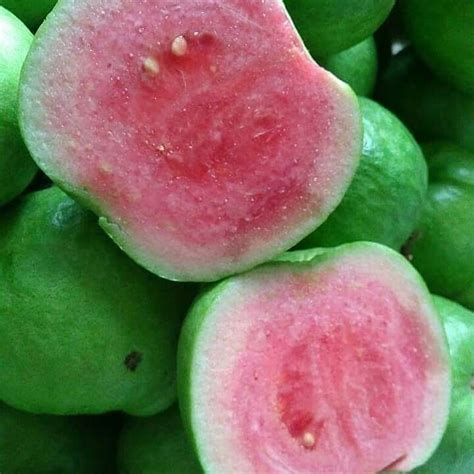 Jual Bibit Jambu Biji Sukun Merah 70 Cm Jual Bibit Tanaman Dan Buah