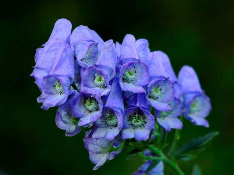 Wolfsbane Flower Meaning: Exploring the Symbolism and Significance of ...