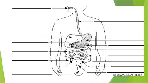 Warm Up Objective Scientists Will Describe The Digestive System By