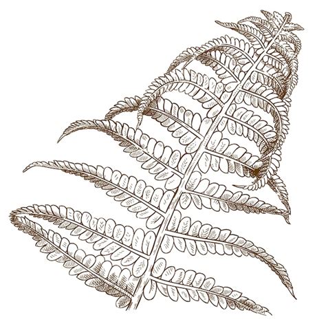 Premium Vector Engraving Illustration Of Fern