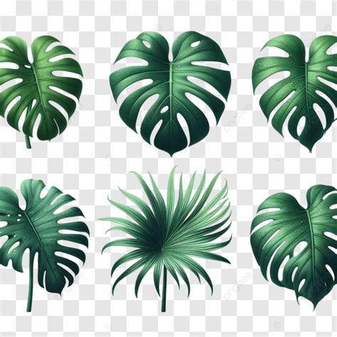 Green Monstera Leaf Isolated Green Monstera Leaf Monstera Leaf PNG