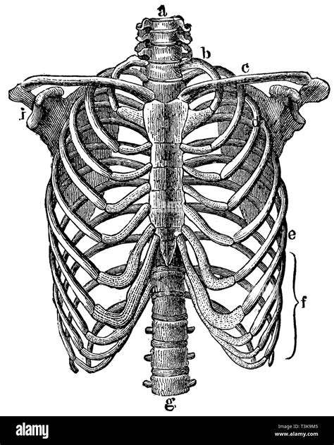 Human Thorax A G Spine B First Rib C Collarbone D Third Rib E