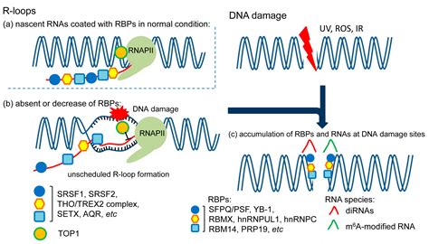 Ijms Free Full Text Rna Binding Proteins And Genome Integrity