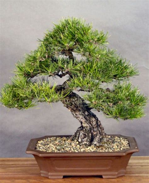 1 Tree Japanese Black Pine Pre Bonsai Landscape Tree Etsy