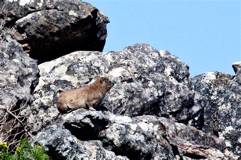 Rock Hyrax Rock Dassie Bainskloof Pass South Africa