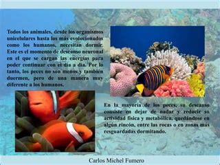 Carlos Michel Fumero Cómo duermen los peces Parte I PPT