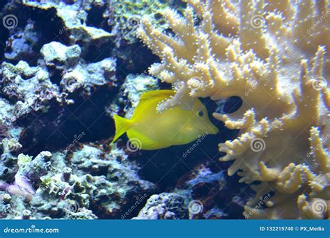 Yellow Tang Saltwater Fish Stock Photo Image Of Marine 132215740